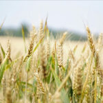 field of wheat