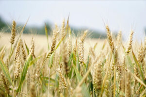 field of wheat