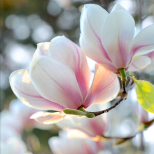 Photo of spring blossoms