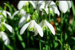Photo of flowers