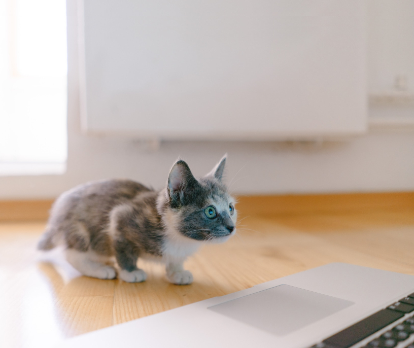 Kitten watching laptop