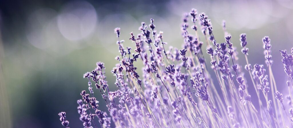 Lavender
