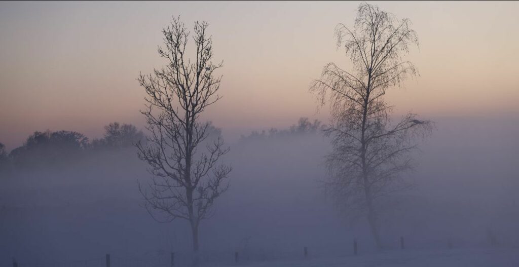 Leafless trees in fog