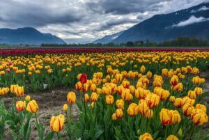 Photo of a tulip field